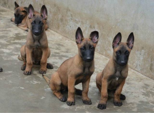 纯种马犬幼犬体型特征,公犬低于58厘米或高于69厘米,母犬低于53厘米