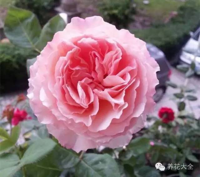 绝美| 40个月季品种,美到不想眨眼,打赌没人认得全!