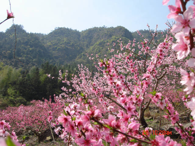 浙南桃花源记