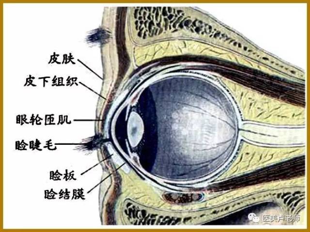 眼睑部解剖结构