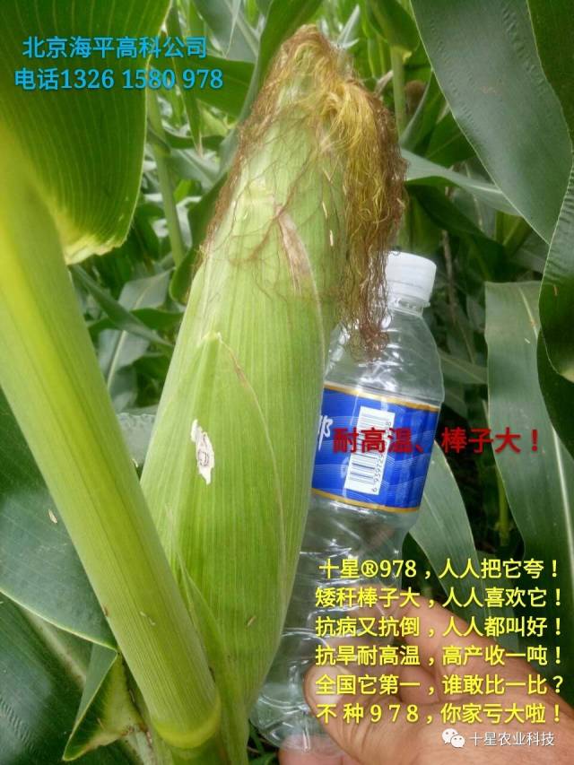 【多视频】全国第一:耐高温,最好的玉米品种!综合性状表现最好!