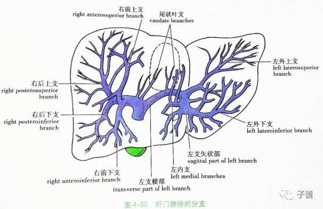 肝门静脉左支分4部分:横部:长2-3cm,近侧上缘发出1-3个尾状叶支至其