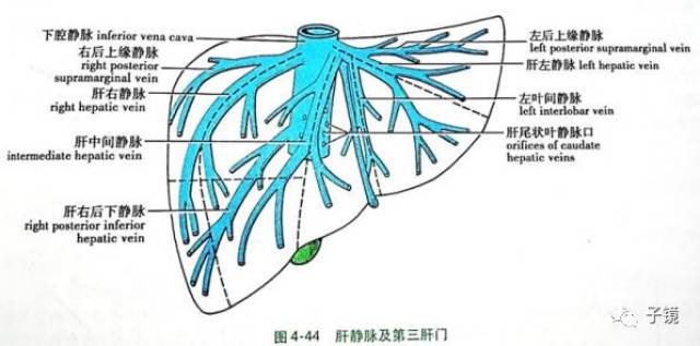 三, 肝静脉系统:肝静脉系统包括:肝大静脉:肝左静脉(管径约6.