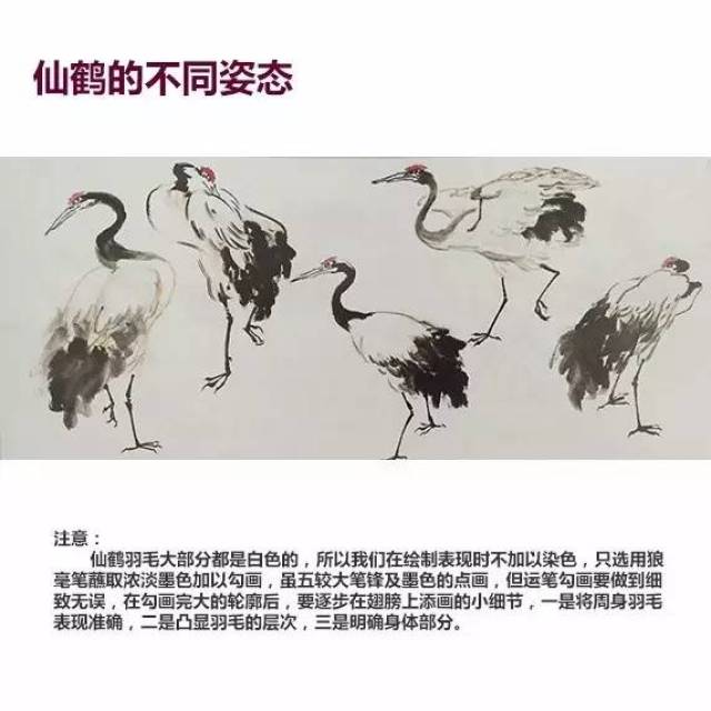 仙鹤的画法,飘逸雅致