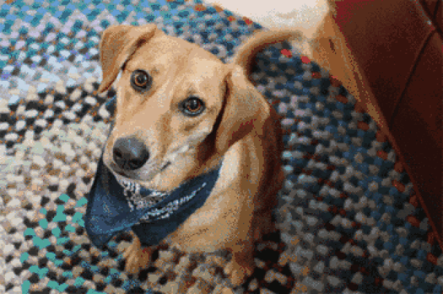 女主持人遛狗不拴绳遭暴打!遛狗不栓绳,这事你怎么看?