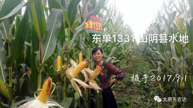 【东单1331】开启玉米品种新时代