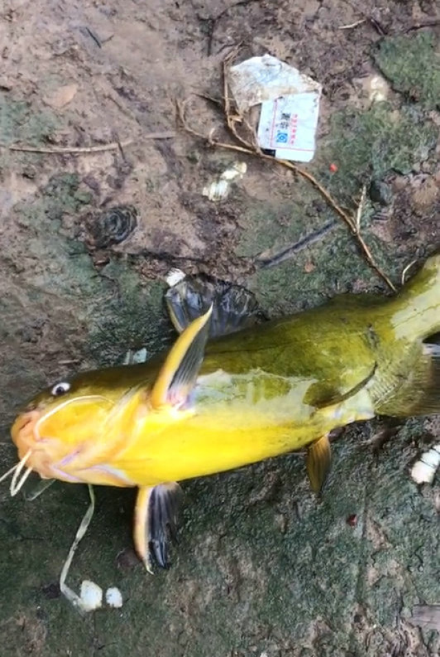 1公斤野生黄颡鱼,是黄河野生最大的吧