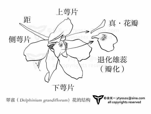 它们的花朵结构非常复杂,以翠雀 delphinium grandiflorum)这个种类