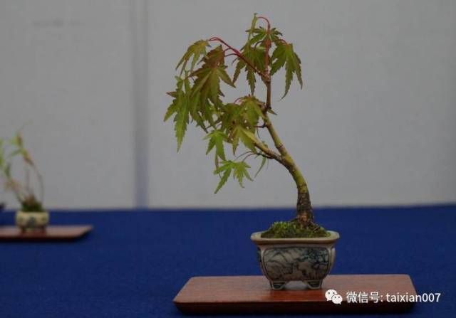 2017年八月日本微型盆景展会实况