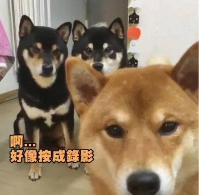 忘记设定自拍,等我看看,笨柴犬简直就是人类附体啊!