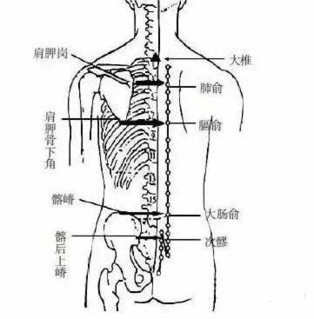 5,髂后上棘:在皮下脂肪较多的人身上,为一皮肤凹陷,瘦的人则为一骨性