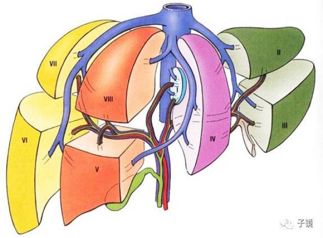 二,肝内管道系统:肝内存在两个管道系统:肝静脉系统;glisson系统.