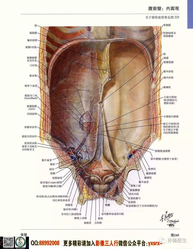 医学干货|超高清的《奈特人体解剖彩色图谱 腹部》(上)
