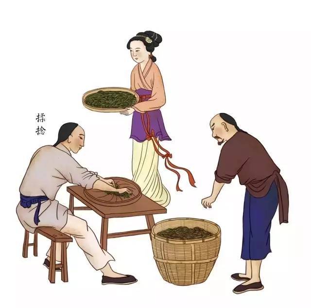 原创手绘 | 祁门红茶传统手工制作图解