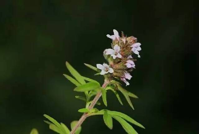 中草药民间实用经验指导