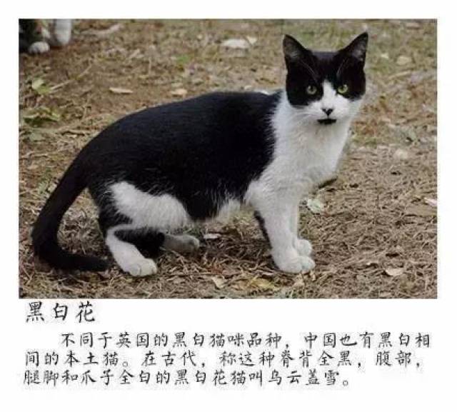 爱佩缇:中国本土猫有哪些种类?