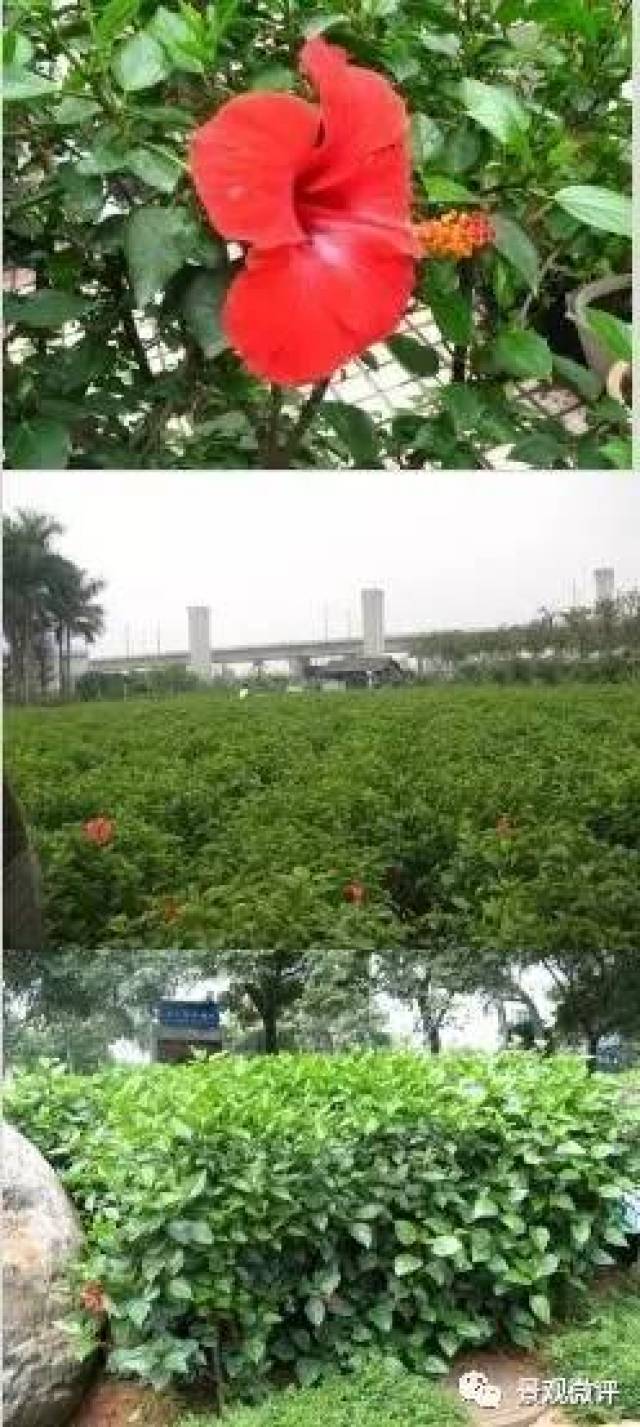 形态特征 常绿大灌木