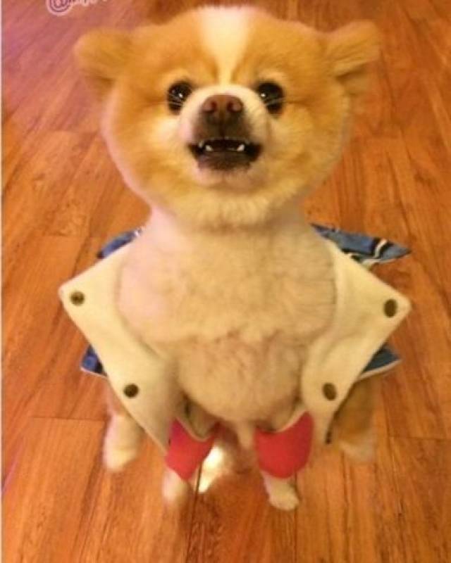 宠物突然犯二是精神病吗?-宠物频道