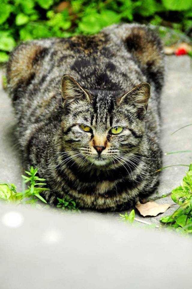 领养只猫还要压身份证?房产证?要求真多!