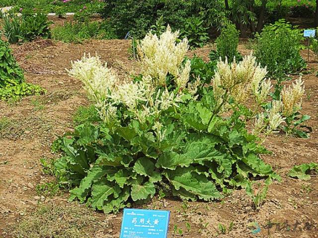 中草药大黄的相关资料