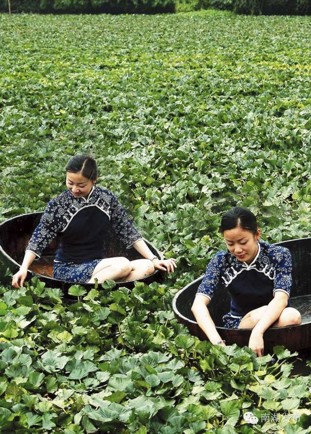 嘉兴的南湖菱已经成了罕见珍品,只有这个地方才能买到