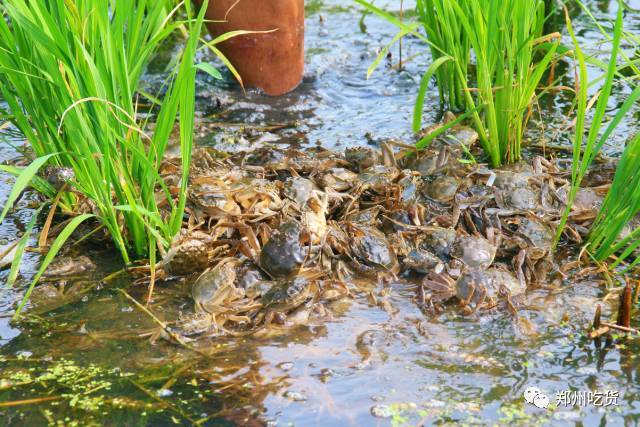 水牛稻稻田蟹和阳澄湖大闸蟹 其实 都是中华绒螯蟹 只不过养殖地域不