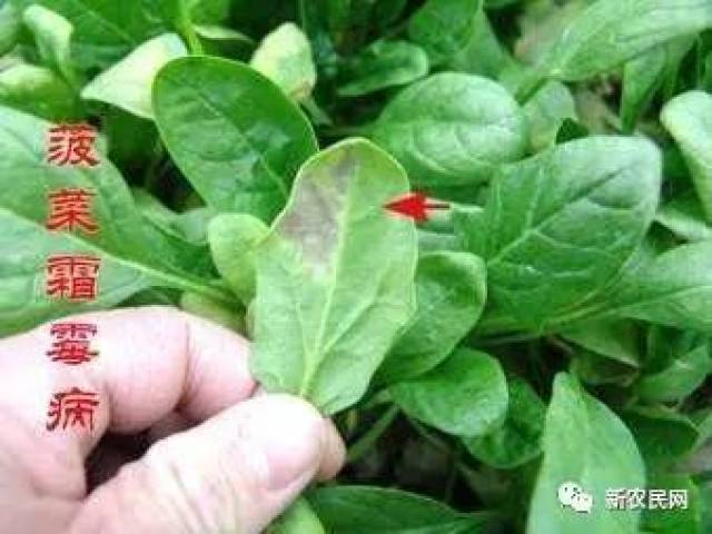 农技帮|菠菜主要病害及防治方法