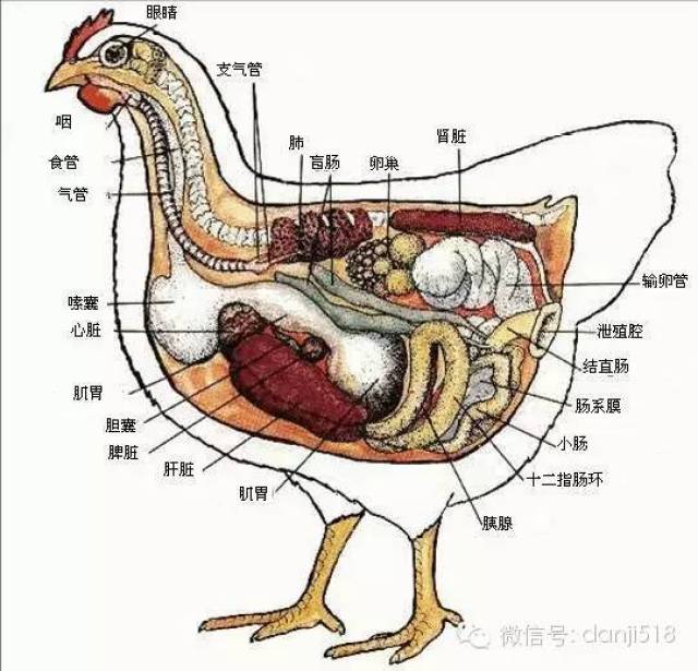 结核病,单核细胞增多症  3,肝脏脂肪变性:脂肪肝出血症,法氏囊炎,鸡