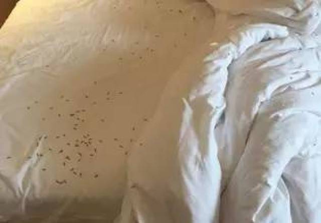 惊人!枕头里竟然发现虫子它究竟是如何成为灰