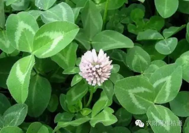 白三叶草