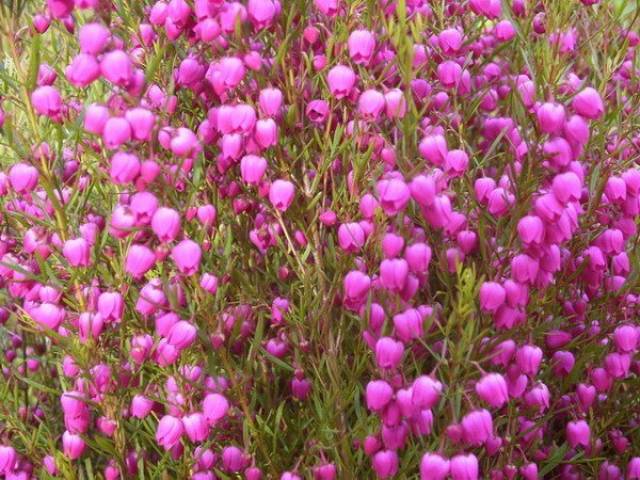 粉色波罗尼花 (boronia)