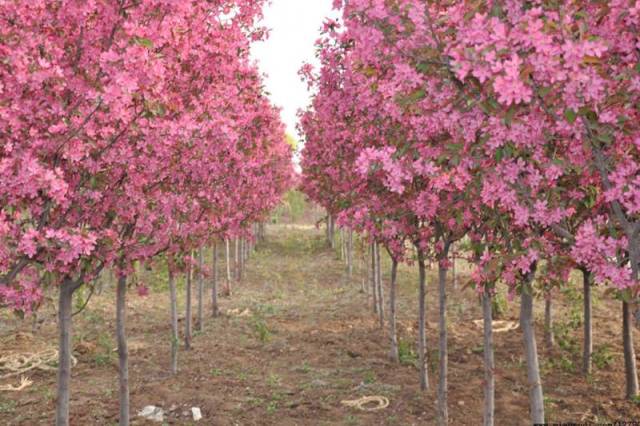 海棠图片大全大图 7f7696caaef649d6a77d4558c032ffe4.jpeg