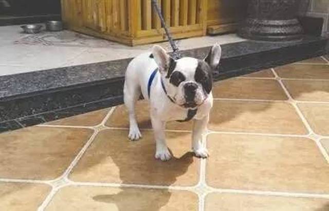 女主持人遛狗不栓绳遭暴打,到底冤不冤?