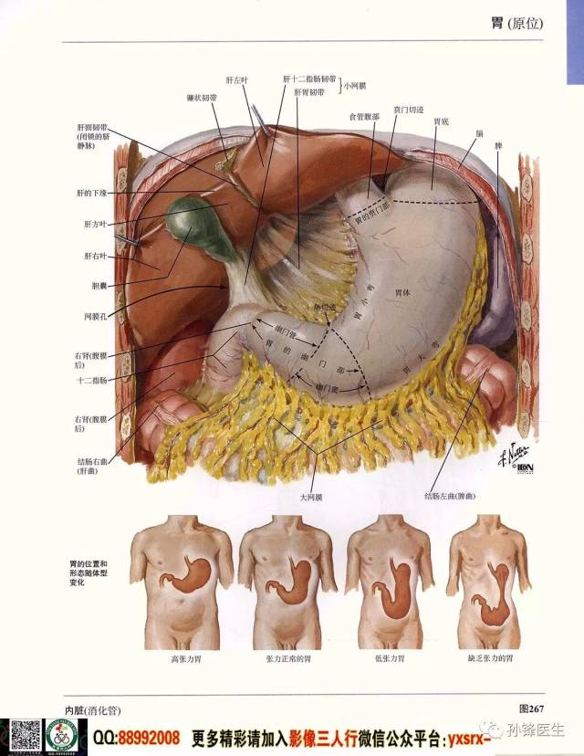 医学干货|超高清的《奈特人体解剖彩色图谱 腹部》(上)