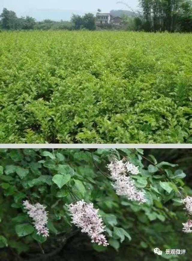 33.毛叶丁香 syringa yunnanensis franch 木犀科 丁香属