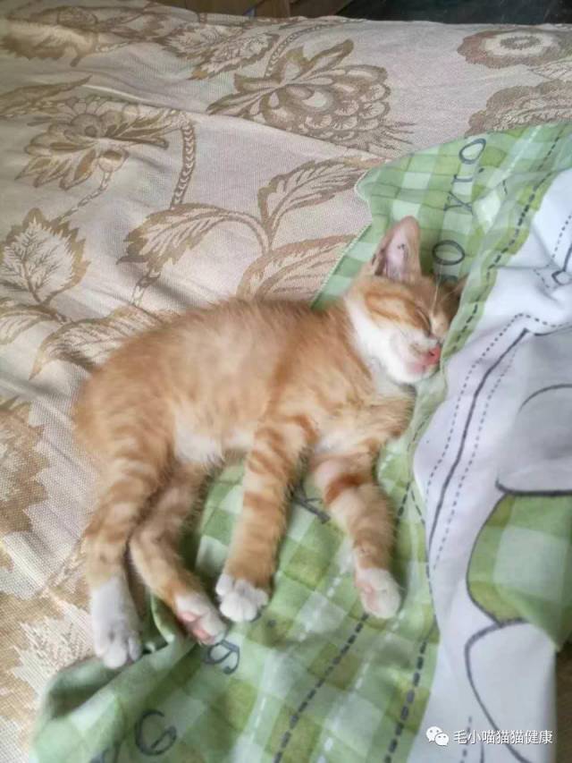 还没有见过这么瘦的橘猫呢,四个爪子像是戴了白手套一般