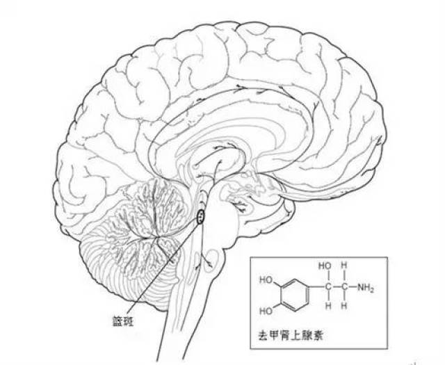 金观涛 | 关于意识的哲学思考:我们或将迎来心物一元的新时代