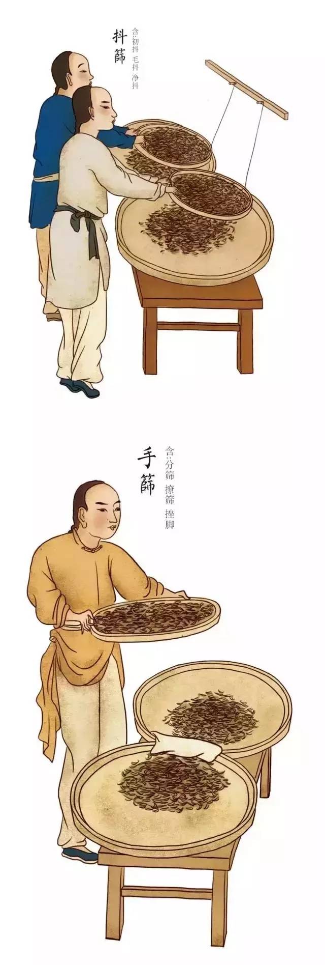 原创手绘 | 祁门红茶传统手工制作图解