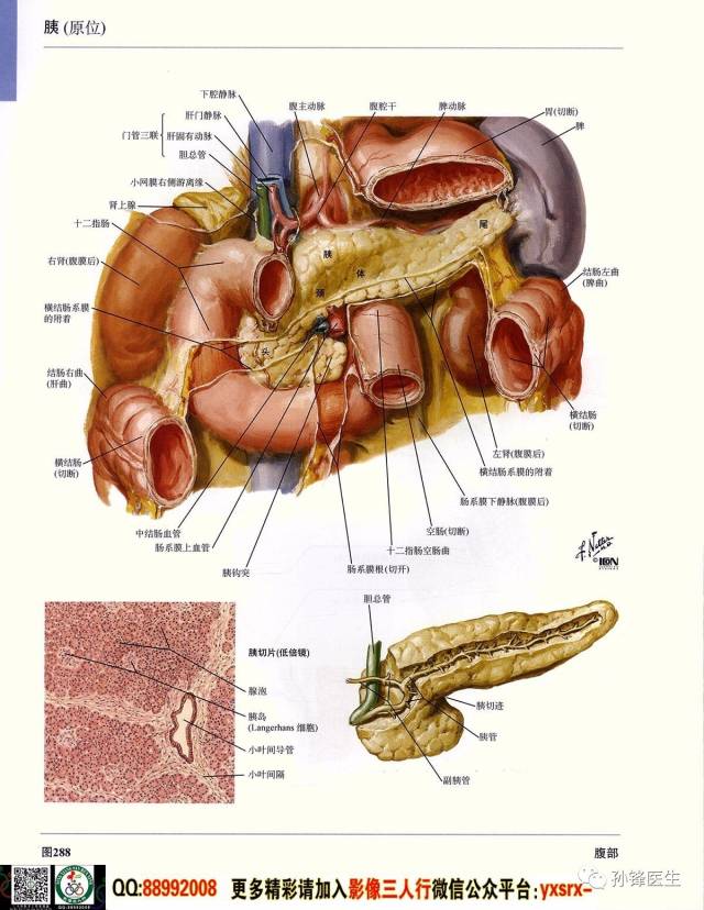 医学干货|超高清的《奈特人体解剖彩色图谱 腹部》(上)