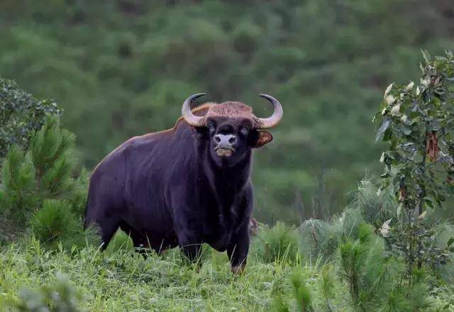 印度野牛 bos gaurus 又称白肢野牛,是东南亚南亚体型最大的牛种之一.