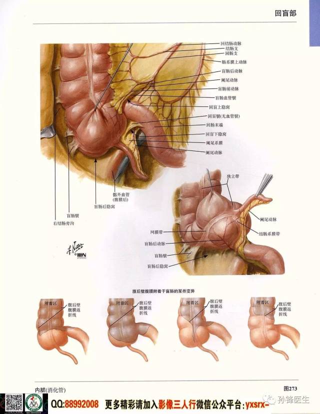 医学干货|超高清的《奈特人体解剖彩色图谱 腹部(上)