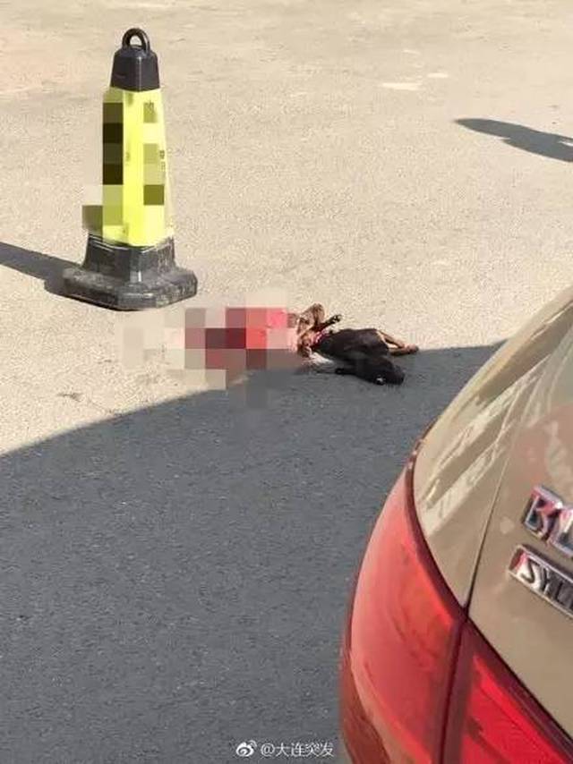 女主持人遛狗不栓绳遭暴打,到底冤不冤?