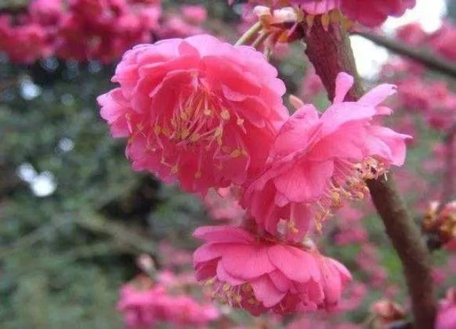 福建省第一批30个市县市树市花公布