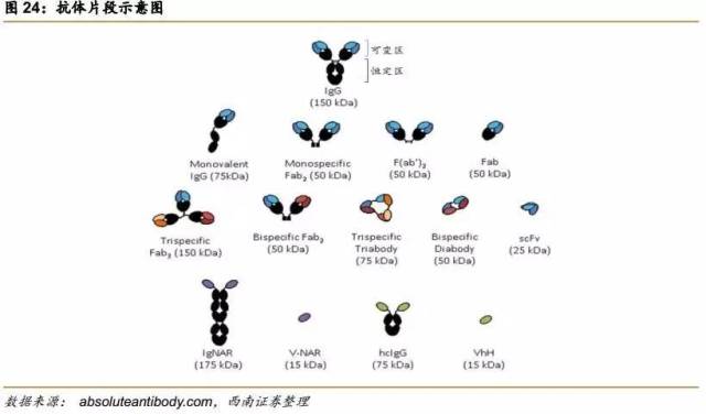 6多克隆抗体