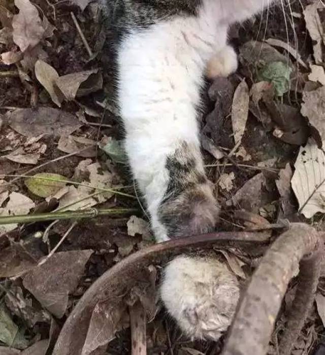 猫咪不幸落入捕兽夹,主人找到它的时候,小家伙一脸痛苦
