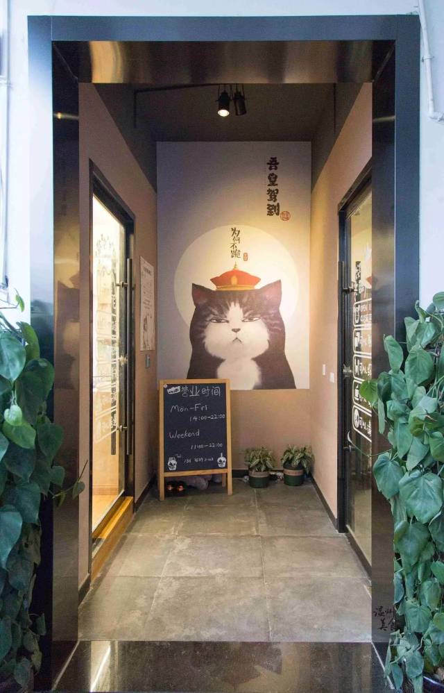 有毒!易上瘾!温州这家超治愈猫咖馆,让猫奴无法自拔!