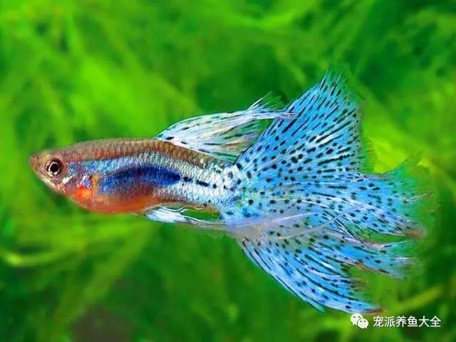 我国观赏鱼主要养殖品种简介,涨姿势了!