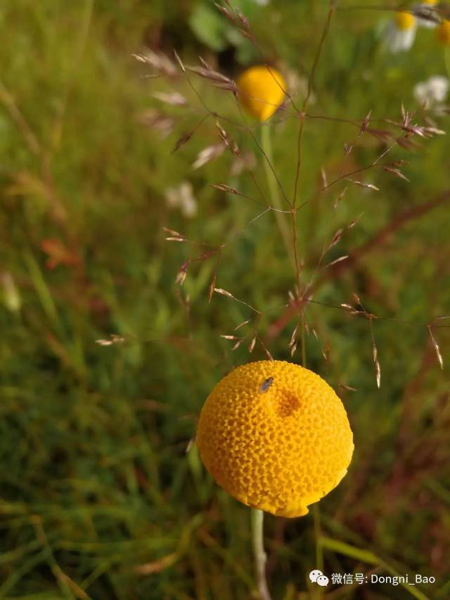 蝇子草也叫白花蝇子草,西欧蝇子草, 拉丁文名:silene gallica linn.