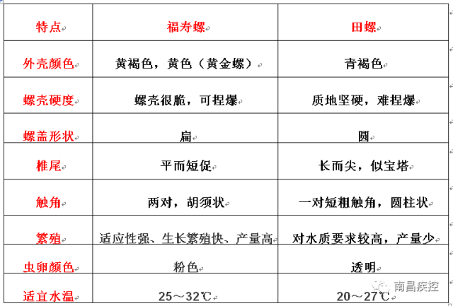 田螺和福寿螺你还在傻傻的分不清?