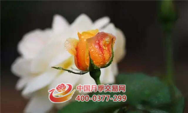 月季花的扦插(图1) 月季花的扦插(图1)